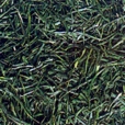 зеленый чай Гёкуро